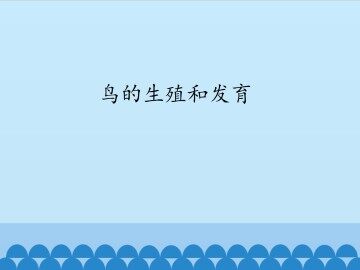 鸟的生殖和发育_课件1