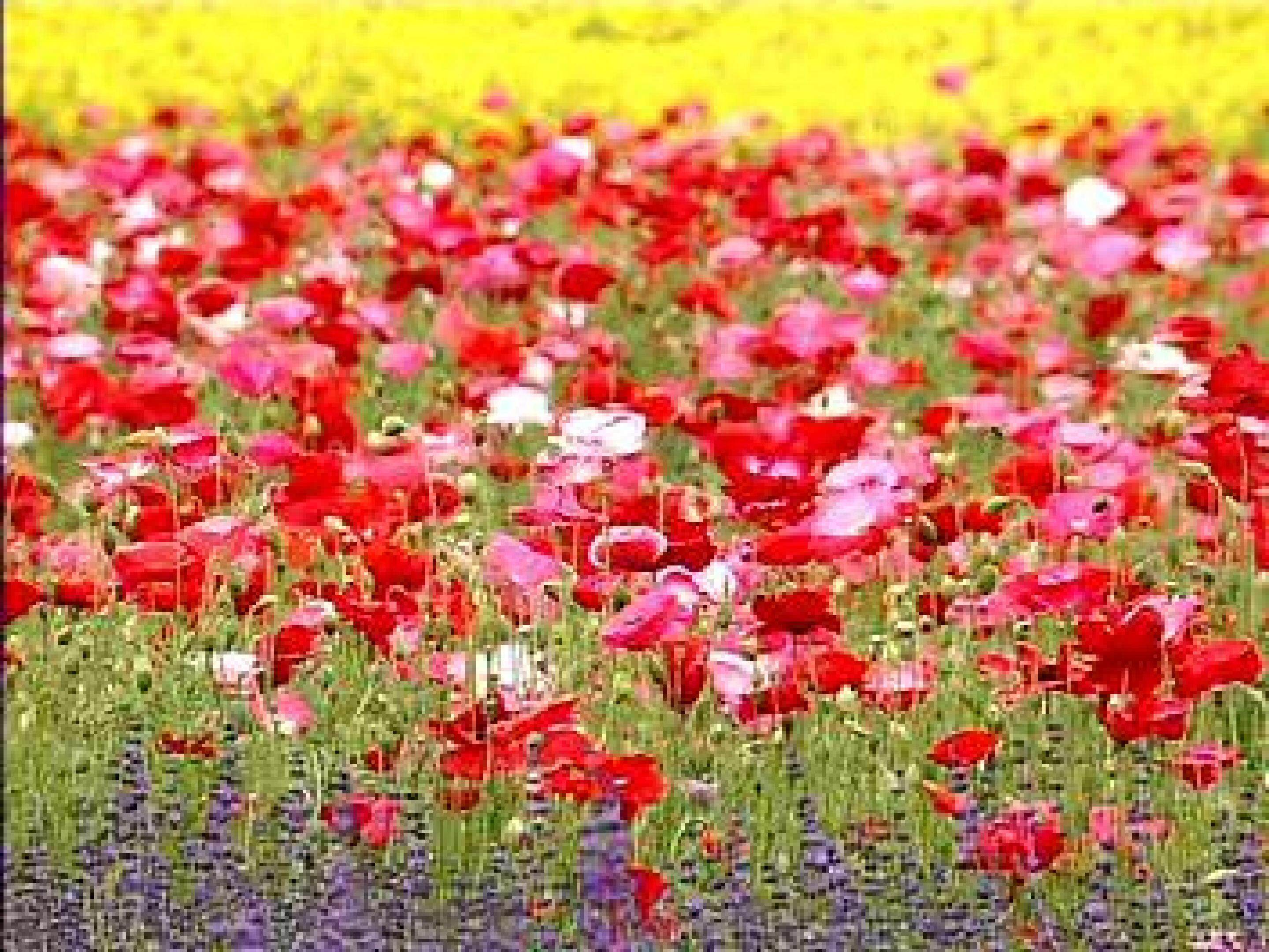 花钟