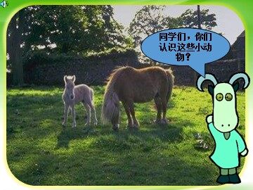 6  小山羊