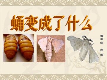 蛹变成了什么_课件1