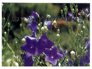 生物高中必修3第五章第三节课件4