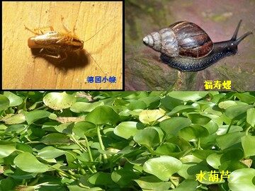生物入侵者
