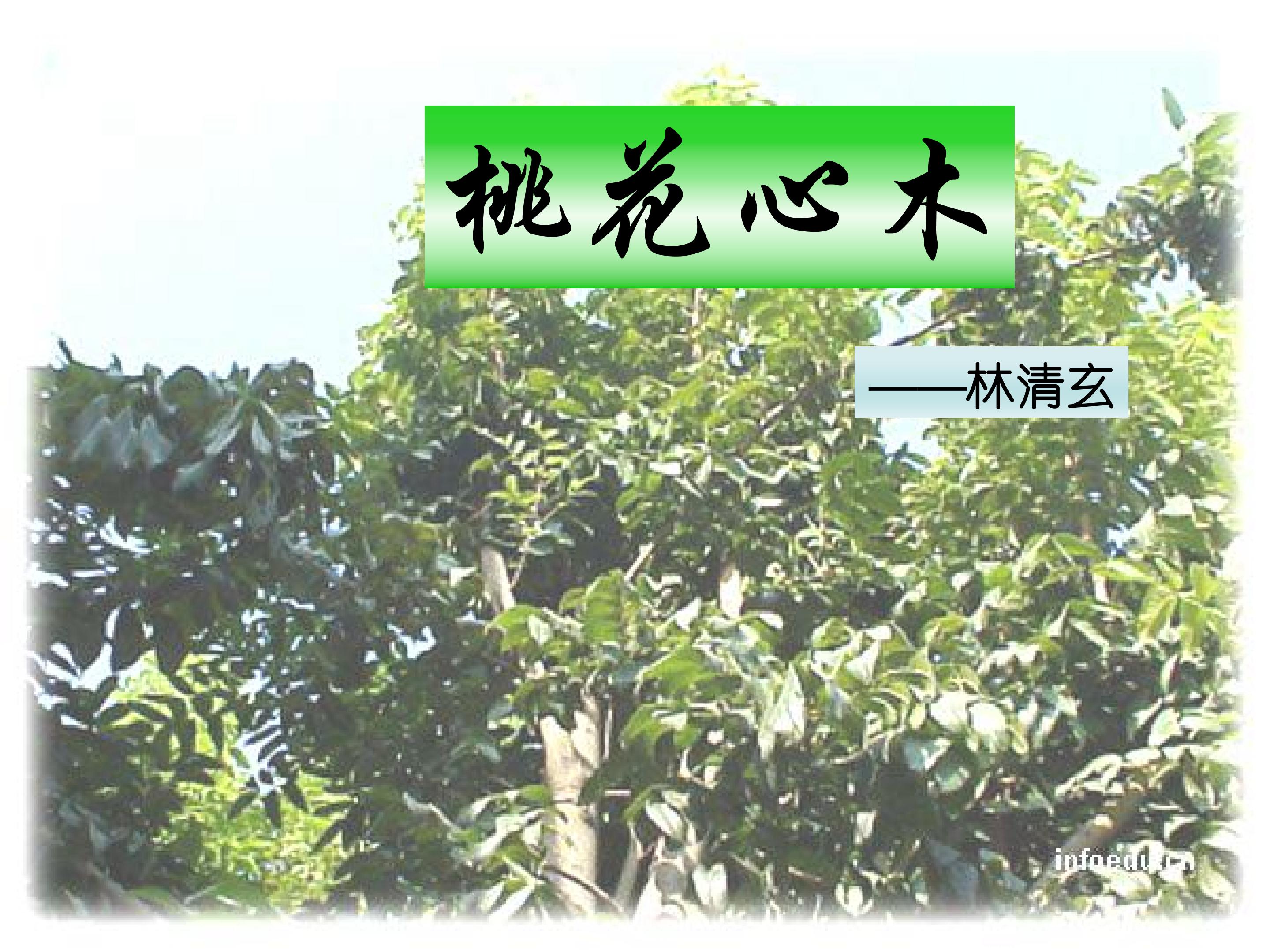 《桃花心木》