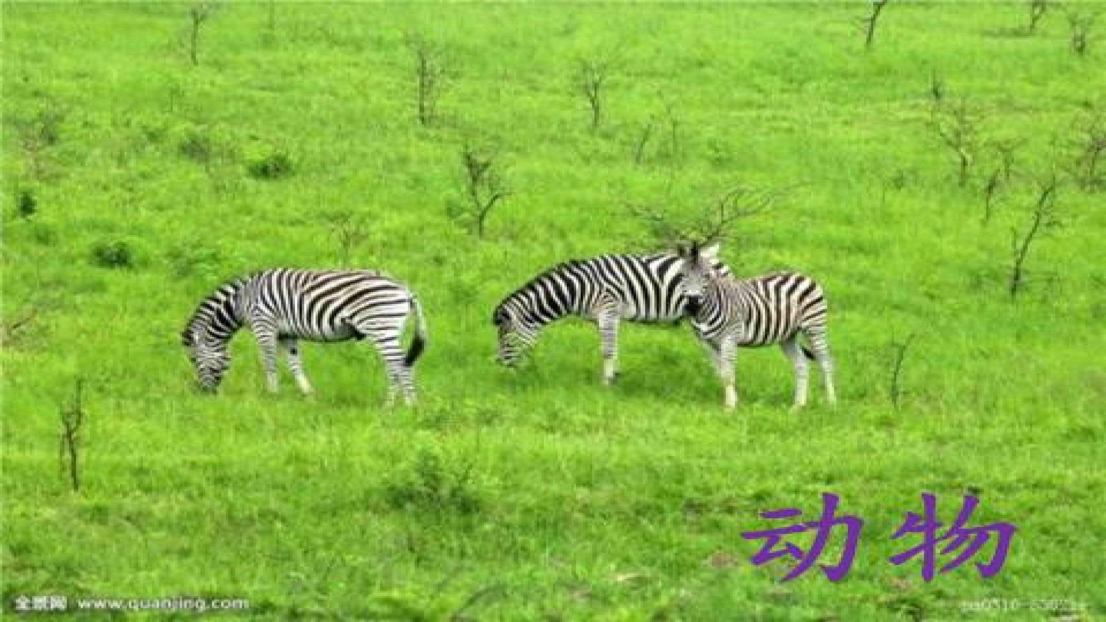 我们知道的动物