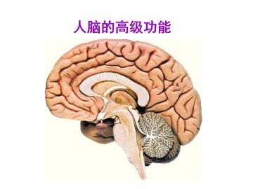 人脑的高级功能_课件1