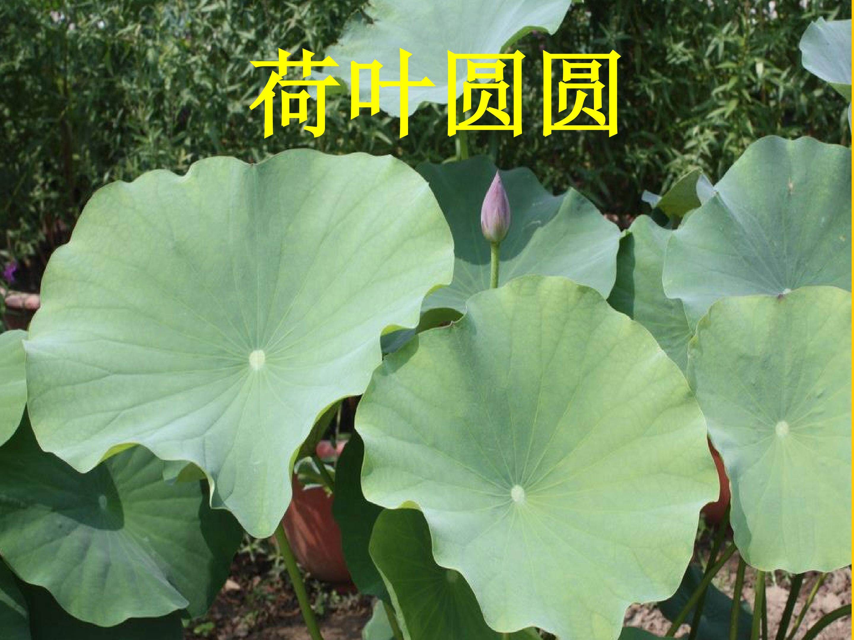 荷叶圆圆