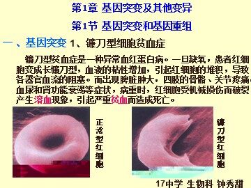 生物高中必修2第五章第一节课件2