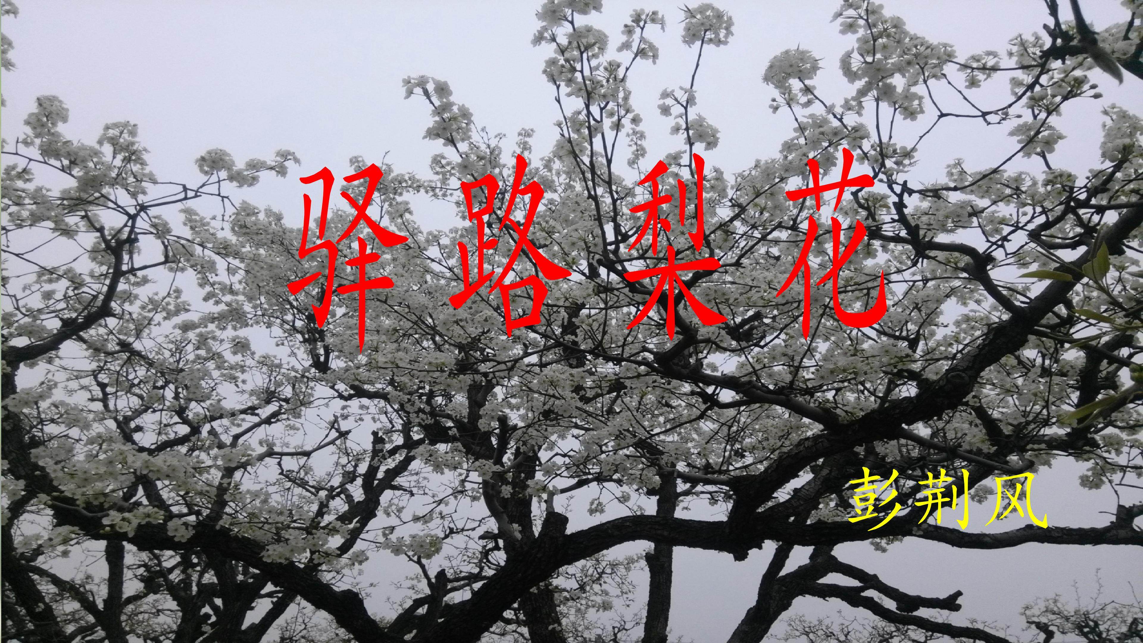 驿路梨花