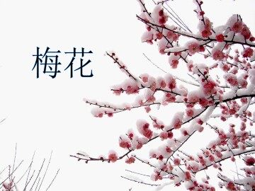 梅花_课件1