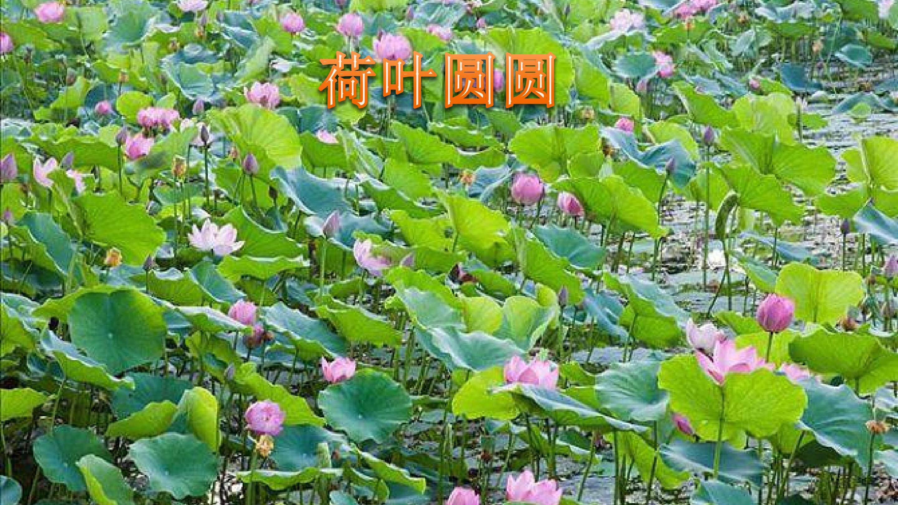《荷叶圆圆》