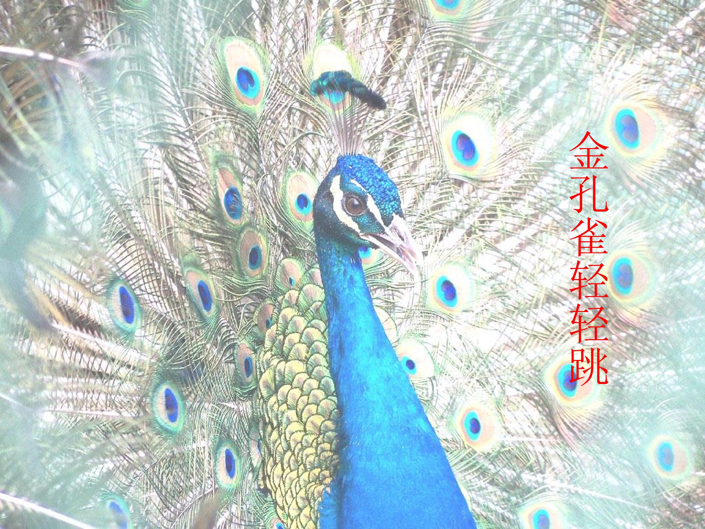 金孔雀轻轻跳_课件1