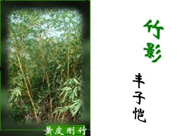 竹影_课件17