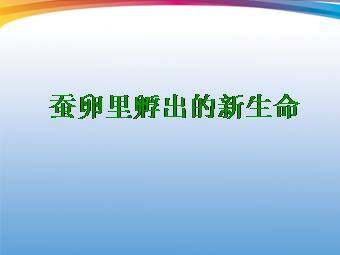 蚕卵里孵出的新生命_课件1