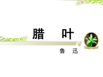 腊叶_课件1