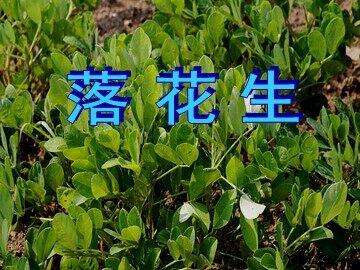 15 落花生