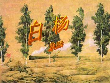 白杨_课件1