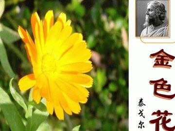 金色花_课件1