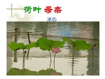 2  荷叶‧母亲