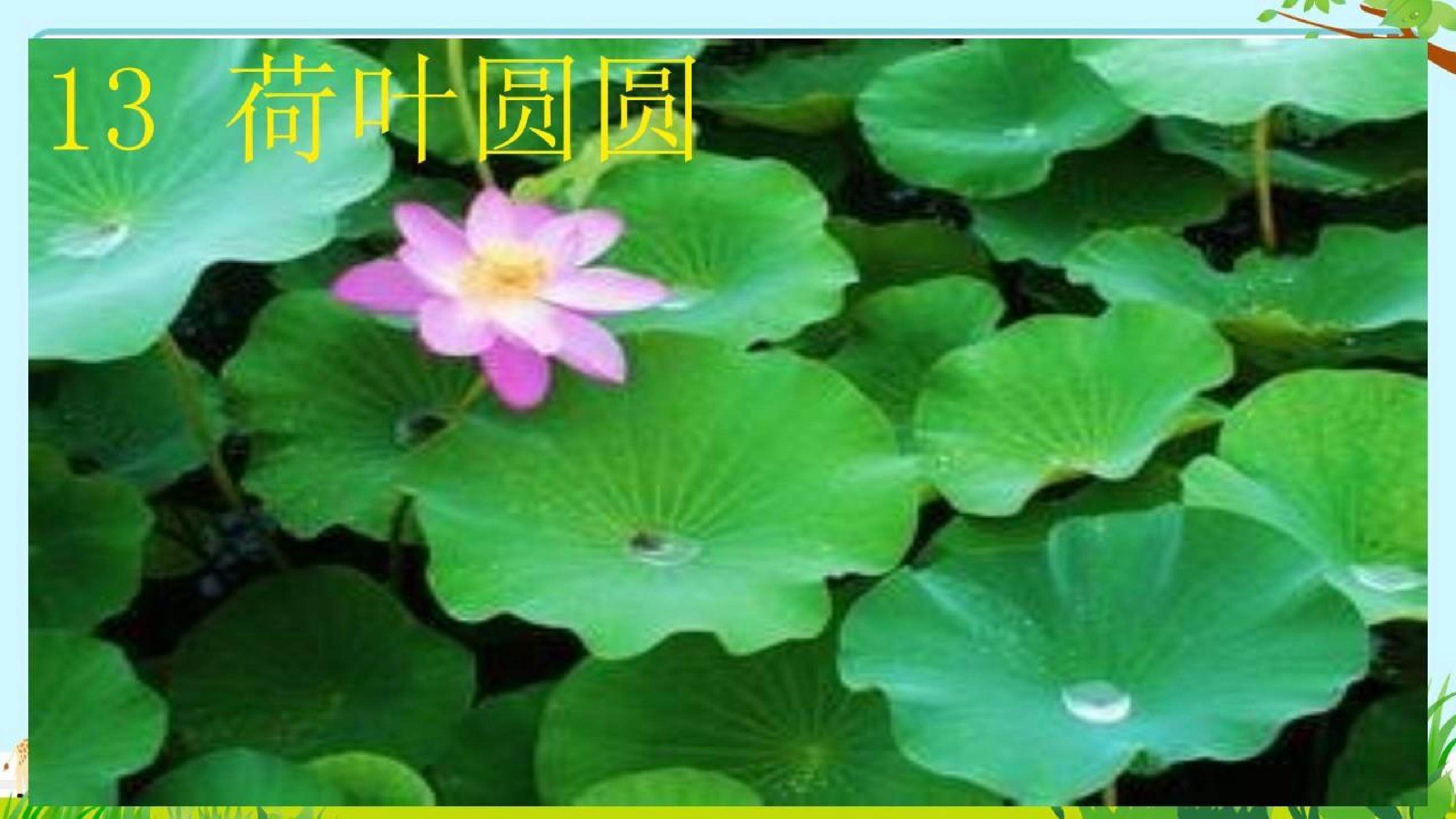 《荷叶圆圆》第二课时
