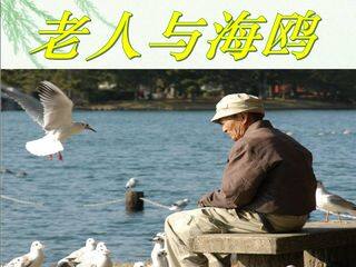 老人与海鸥