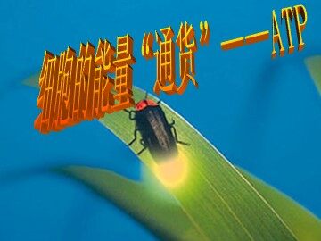第2节  细胞的能量“通货”——ATP