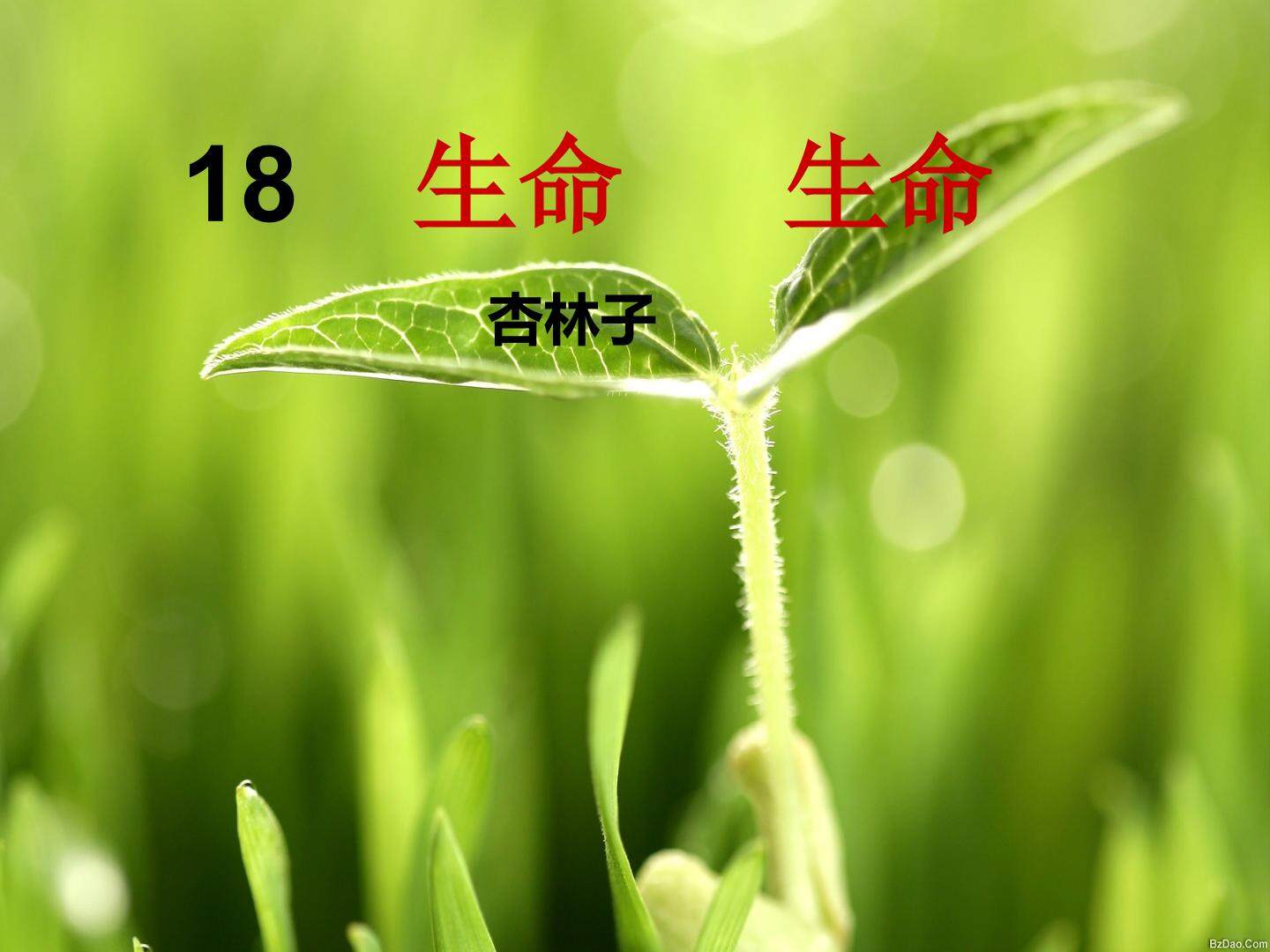 生命 生命