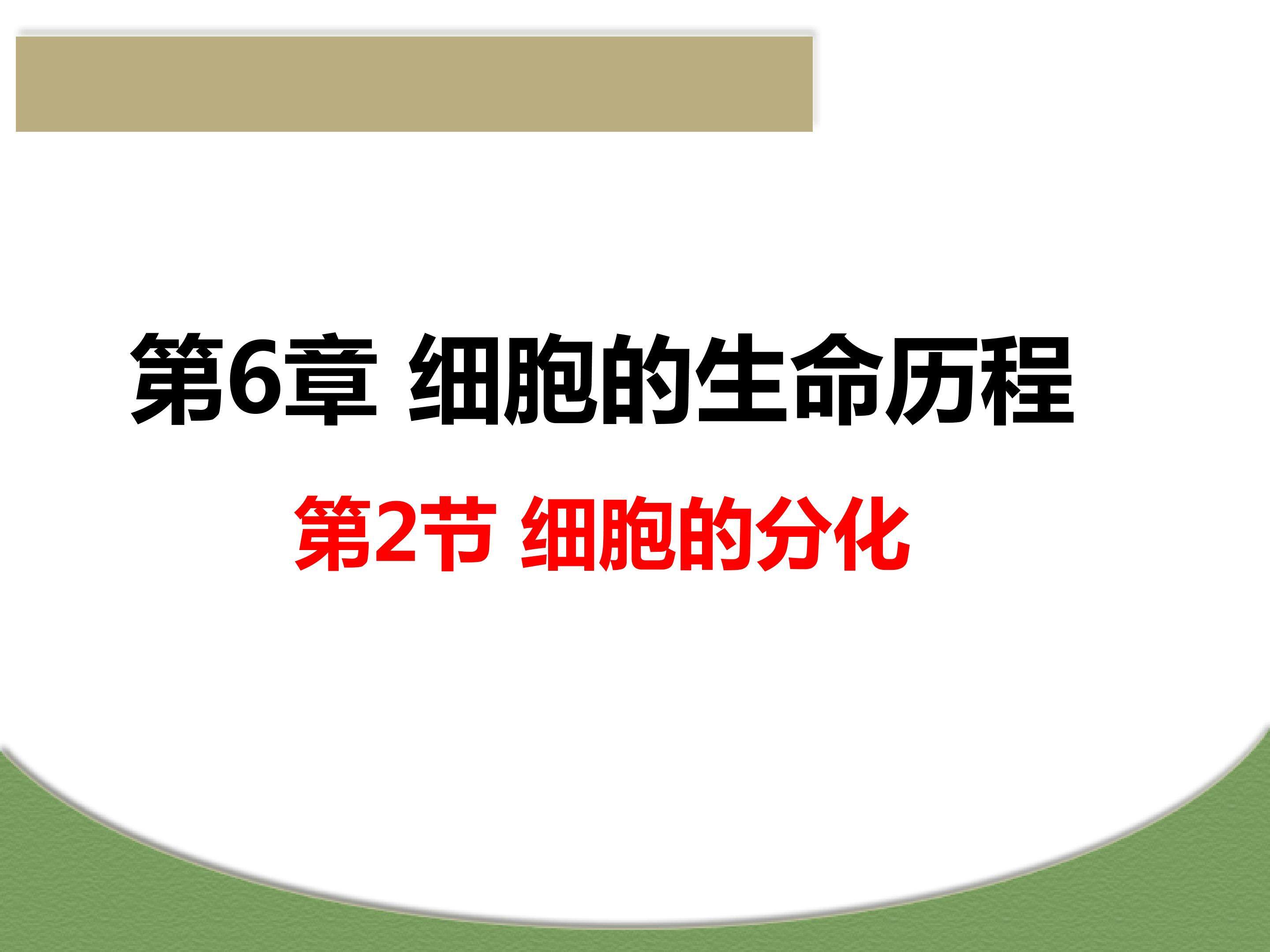 细胞分化
