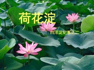 荷花淀----白洋淀纪事之二_课件1