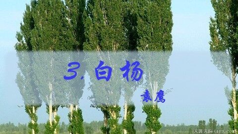 3 白杨