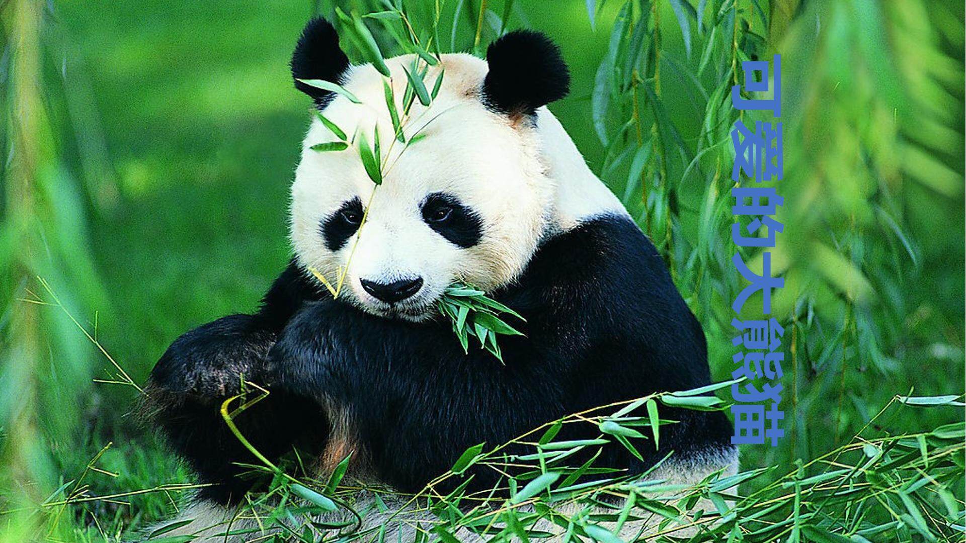 可爱的大熊猫_课件1