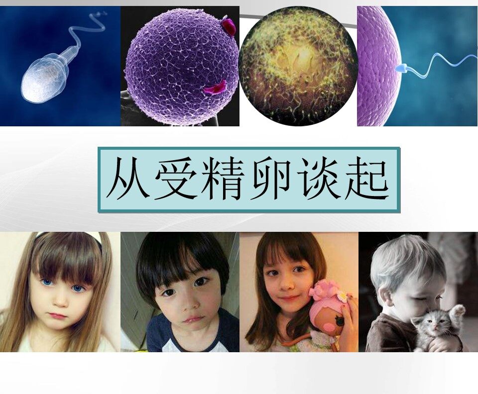从受精卵谈起课件