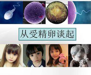 从受精卵谈起课件