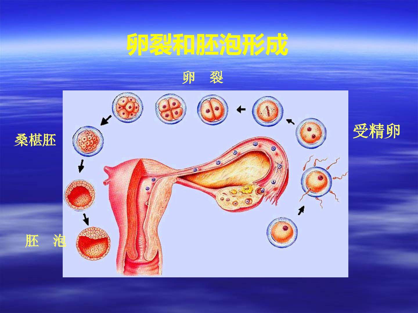 选三《人体的胚胎发育（人体的胚泡发育+人体的胚胎发育）》优质课件