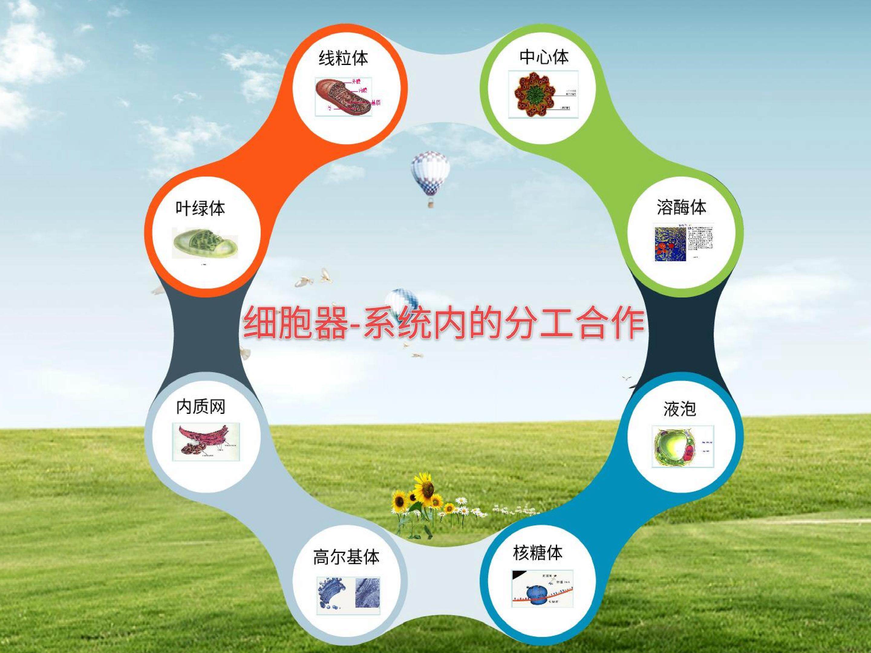 第三章 第二节《细胞器---系统内的分工合作》