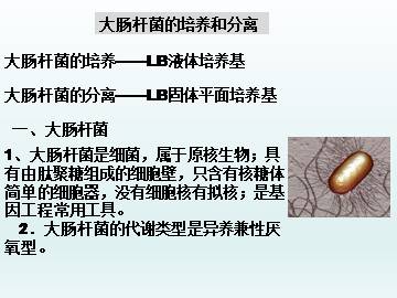 大肠杆菌的培养和分离_课件1
