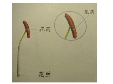 花、果实、种子