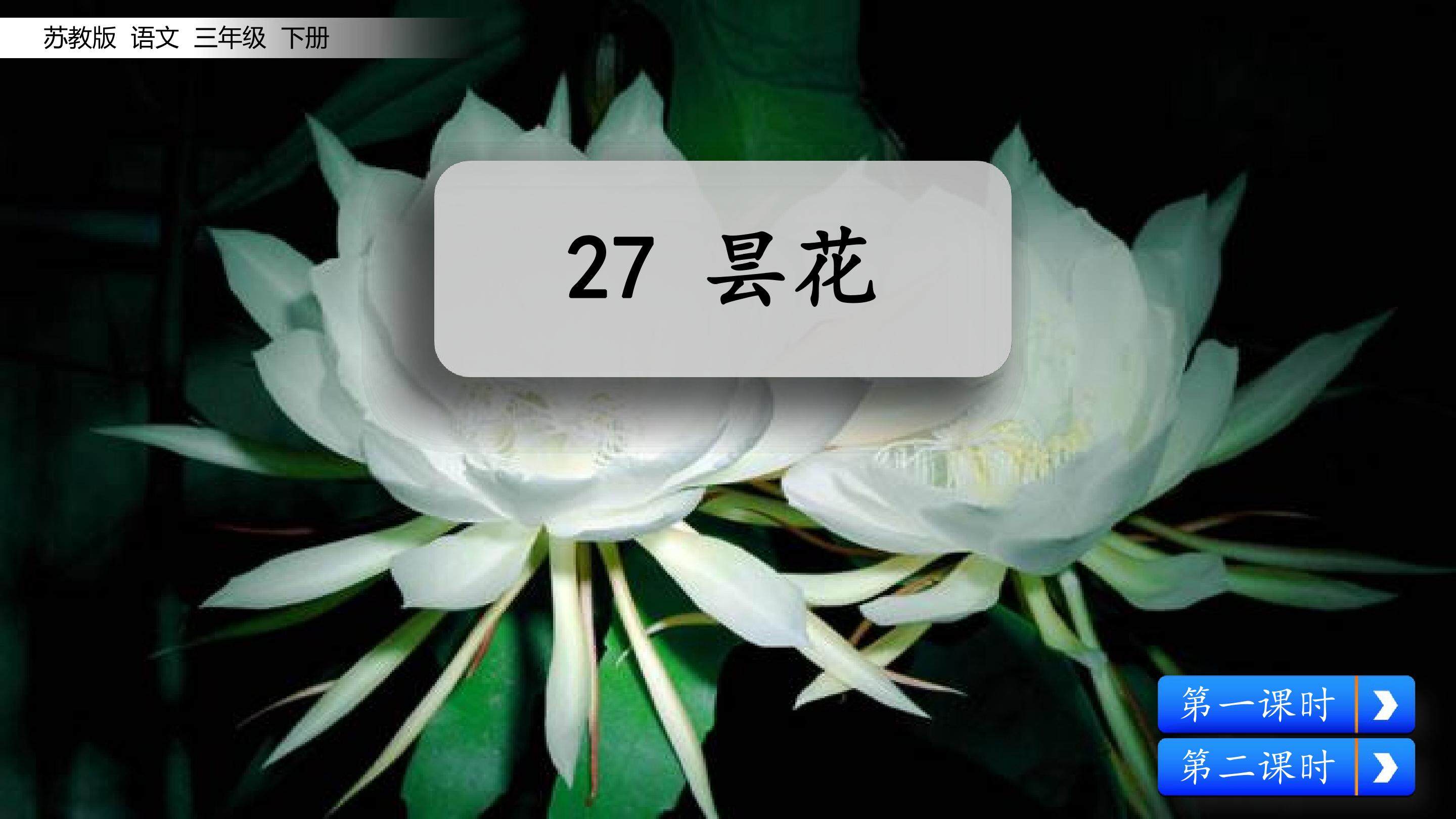 昙花