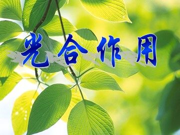 二  光合作用的原理和应用