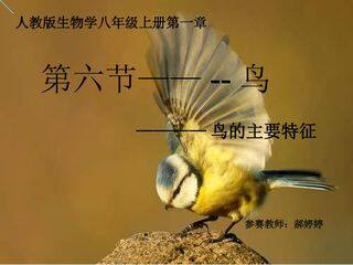 鸟——鸟的主要特征