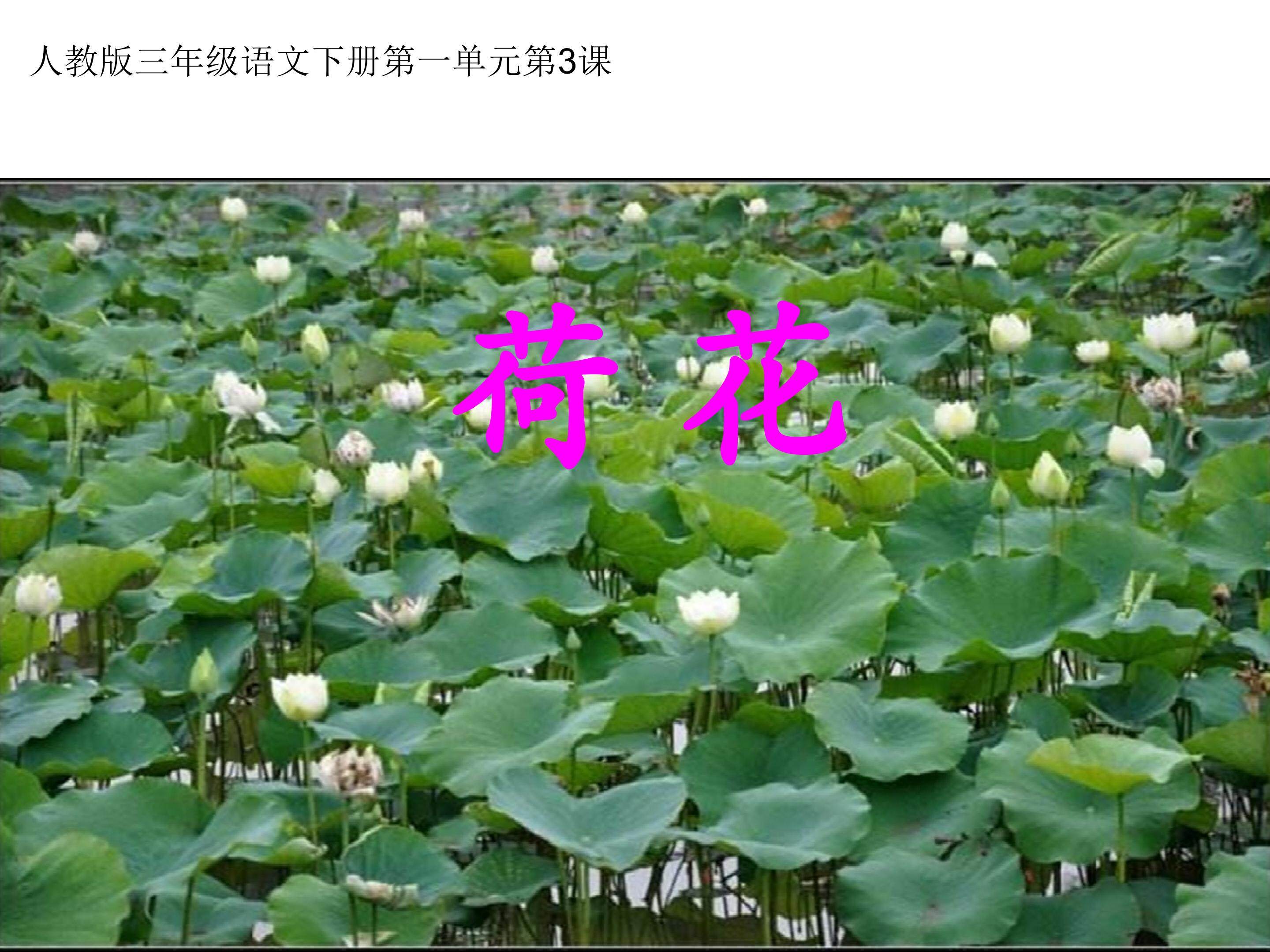 3、《荷花》