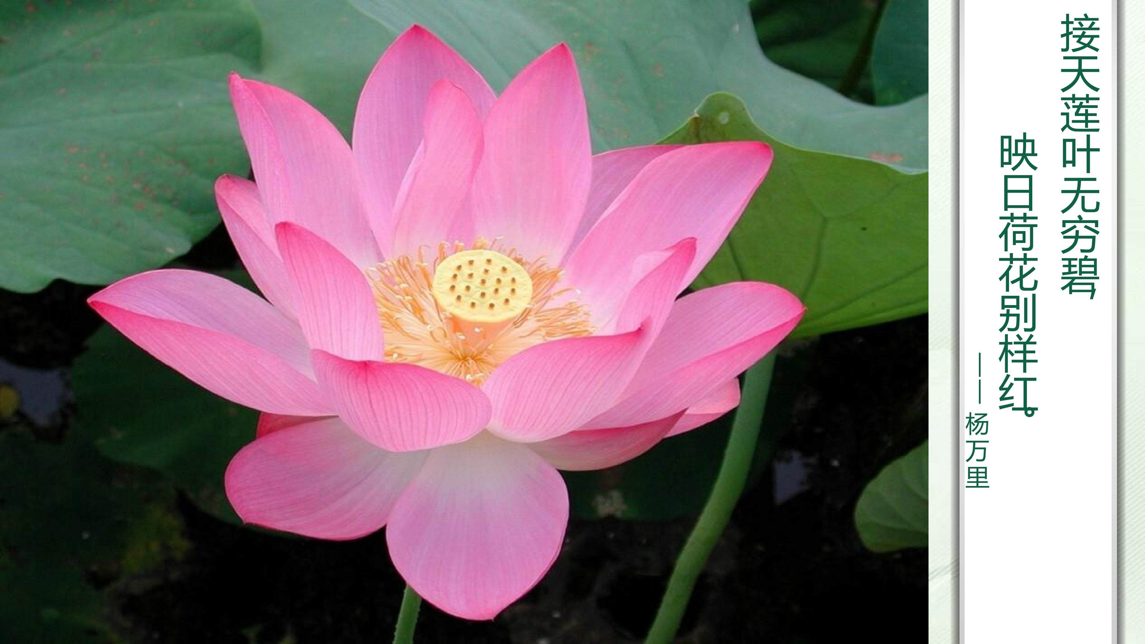 荷花