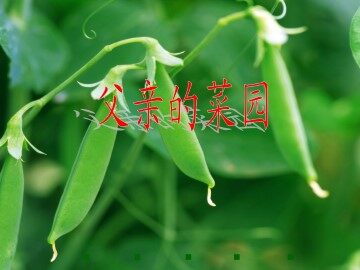 父亲的菜园_课件3