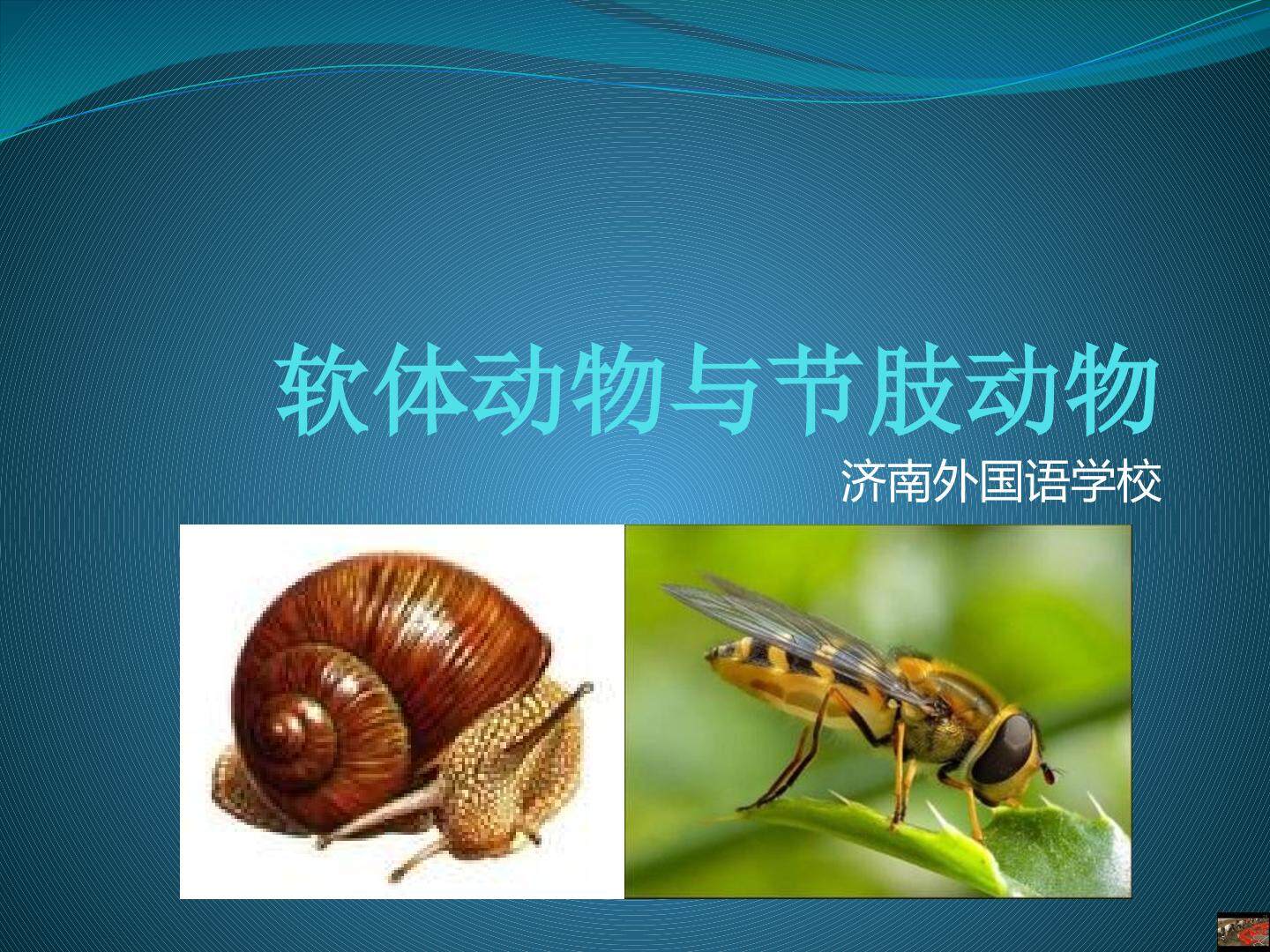 第一节 无脊椎动物的主要类群