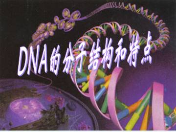 DNA的分子结构和特点_课件1