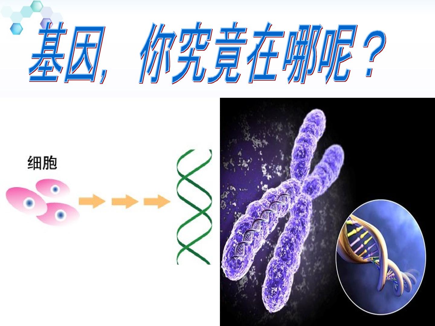 基因在染色体上