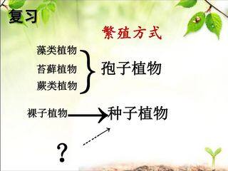 《双子叶植物》PPT