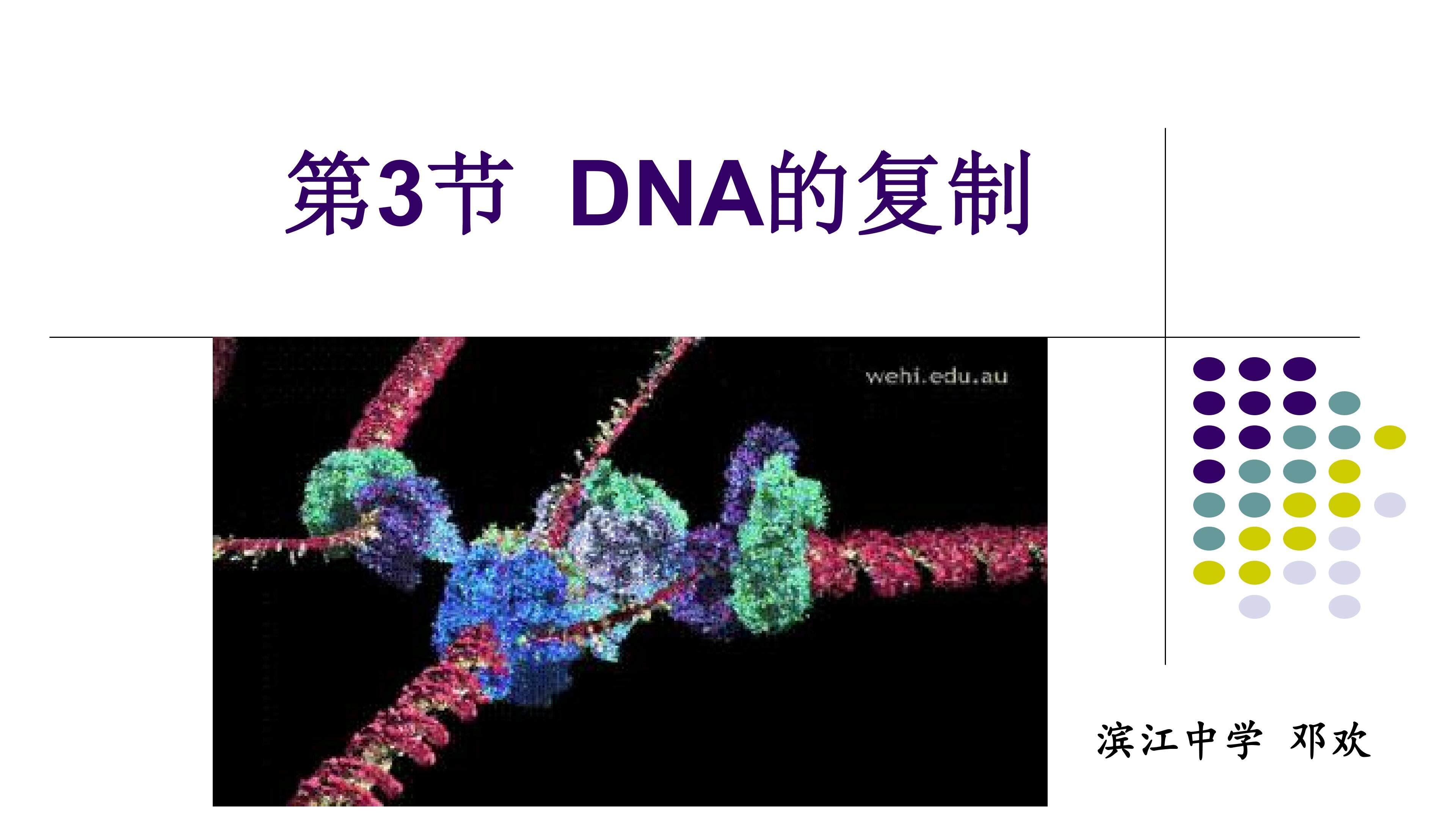 DNA的复制