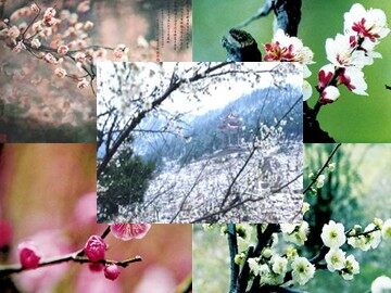 6 梅花魂