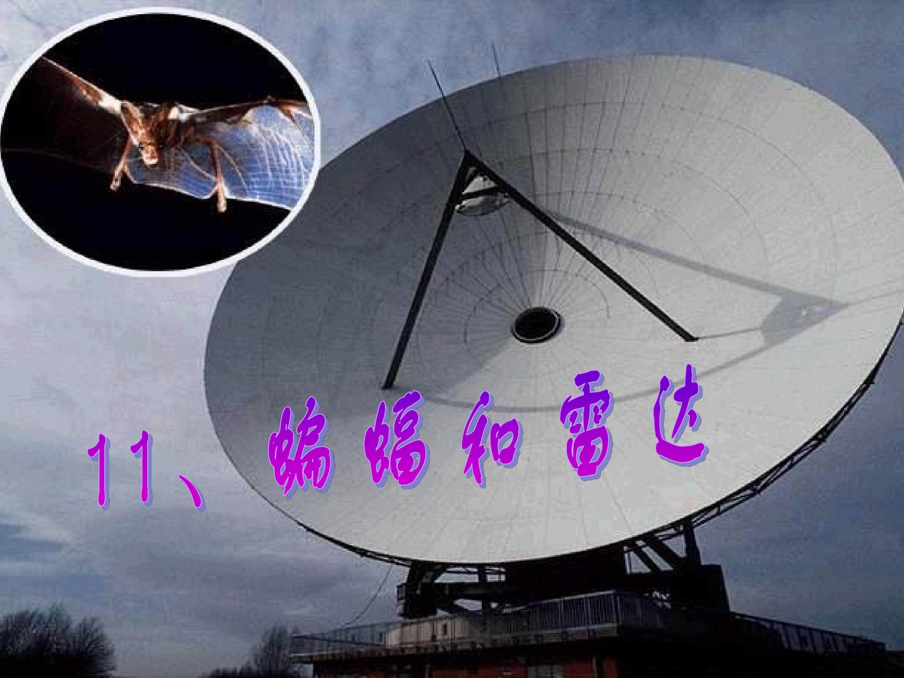 蝙蝠和雷达