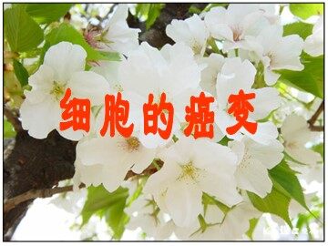 生物高中必修1第六章第四节课件6